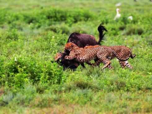 自然奇观：动物大迁徙(非洲大迁徙)