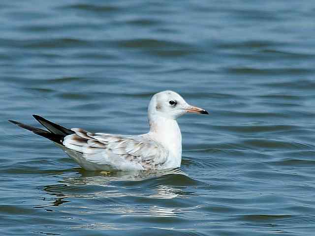 北戴河湿地演绎鸥鹭风情
