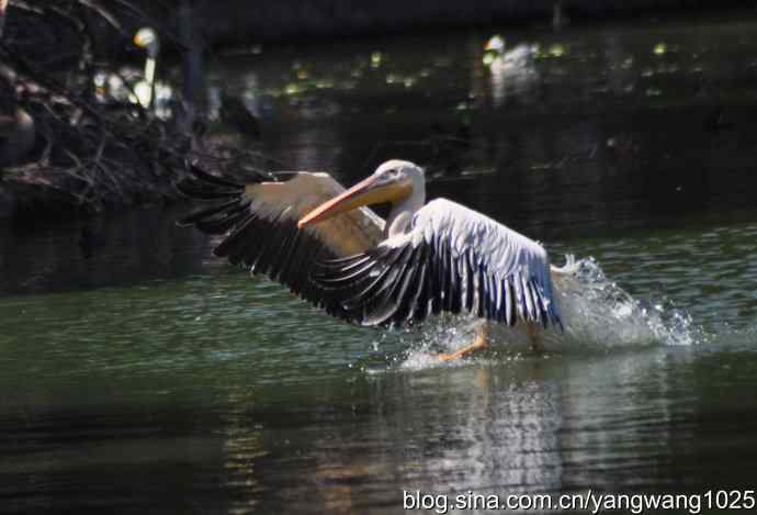 再拍大鹈鹕 wbr wbr1