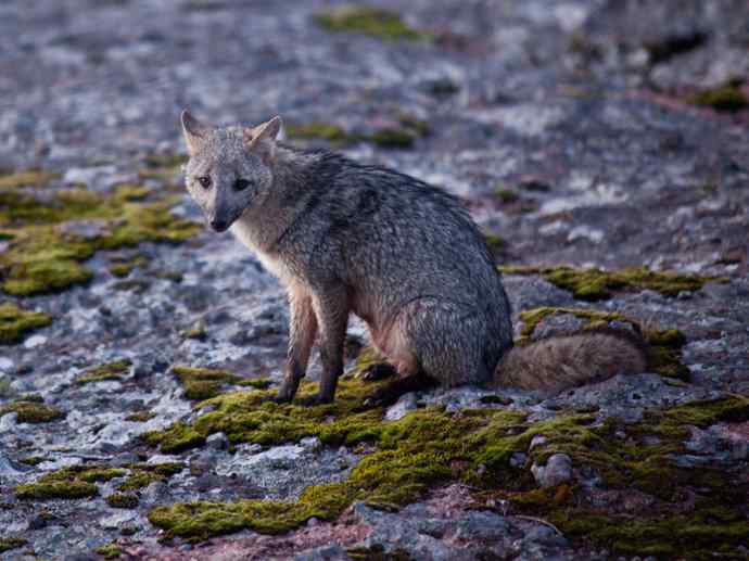犬科：狐亚科伪狐属之高地狐、河狐、秘鲁狐