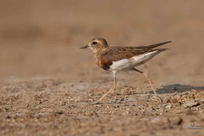 野鸭湖的东方鸻