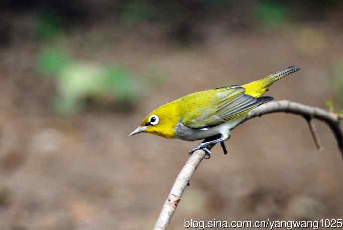 红胁绣眼鸟（5）