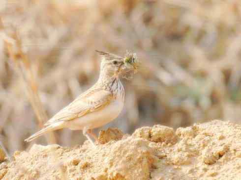 家禽驯化之源之二十八
