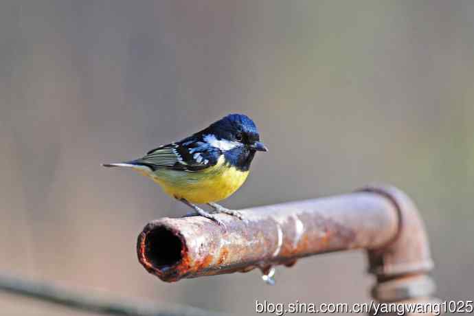 黄腹山雀（16）