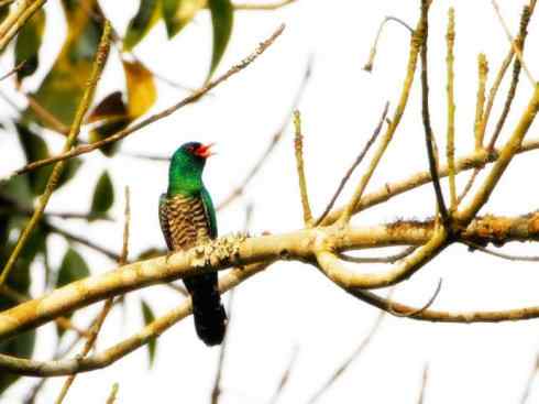 奇特的盔:大犀鹃 奇特的盔:大犀鹃