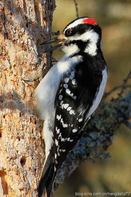 毛发啄木鸟(4) 毛发啄木鸟(4)