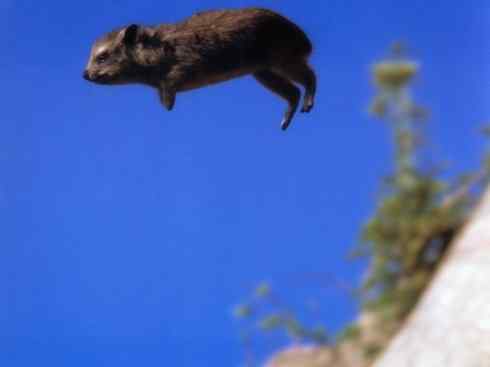 动物世界：山寨还是原创之十