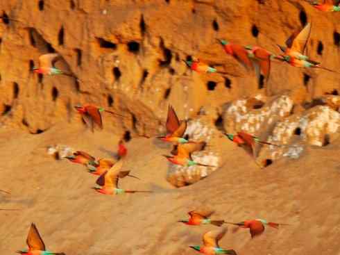 极品红色鸟类:红蜂虎 极品红色鸟类:红蜂虎