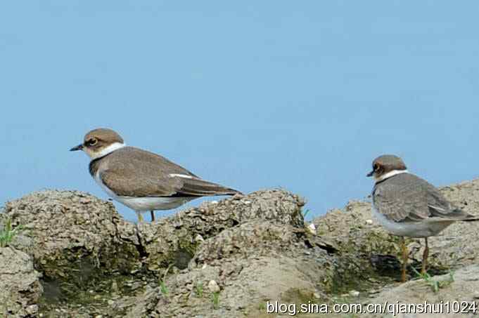 沙河水库.可爱小鸟环颈鸻