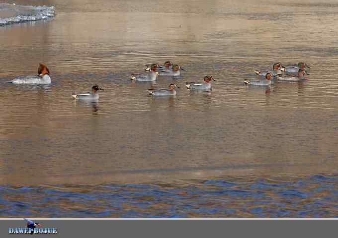 冰上鸭趣 冰上鸭趣