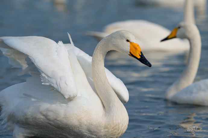 烟墩角&nbsp;wbr路&nbsp;wbr再次与大天鹅亲密相处