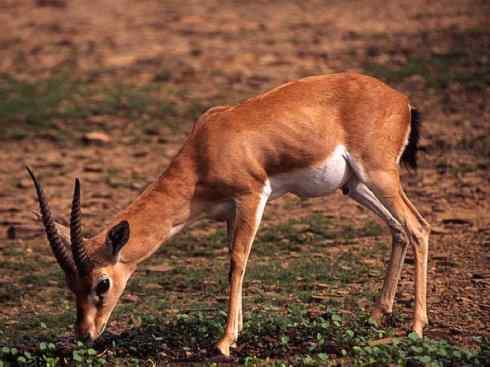 麒麟：传说的兽原型探秘（鹿羚）