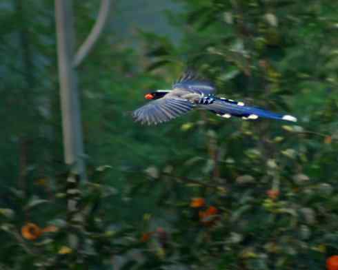红嘴蓝鹊（组图，9张图片）