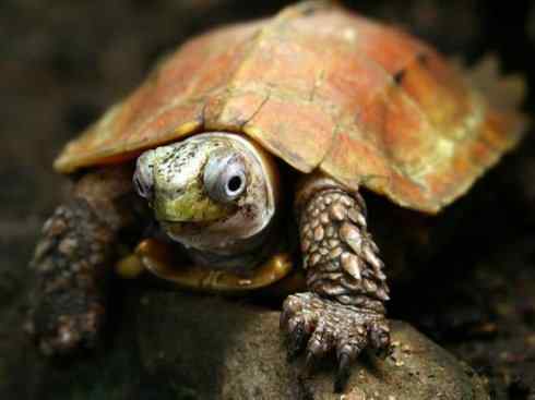 玄武:传说的兽原型探秘(潮龟) 玄武:传说的兽原型探秘(潮龟)