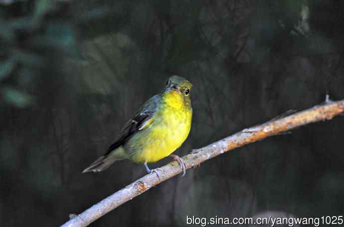 雌性绿背姬鶲（7）