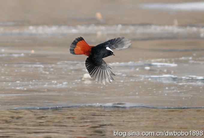 白顶溪鸲 wbr在水一方