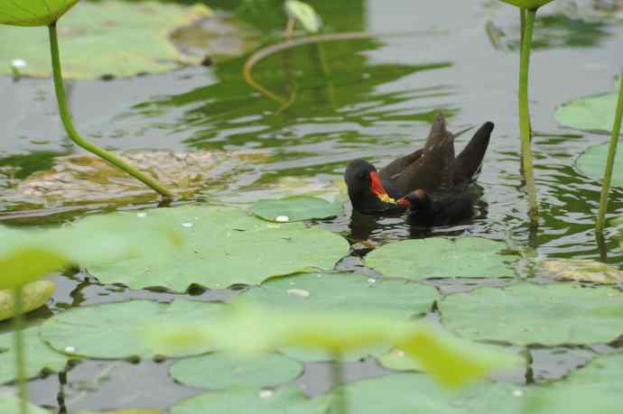 再拍黑水鸡（纪实）1