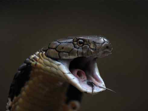 龙:传说的兽原型探秘(眼睛蛇类) 龙:传说的兽原型探秘(眼睛蛇类)