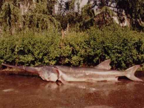 鱼类活化石：匙吻鲟科