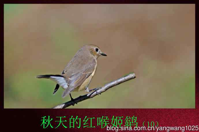 北京天坛公园的鸟类——秋天的红喉姬鹟(10)