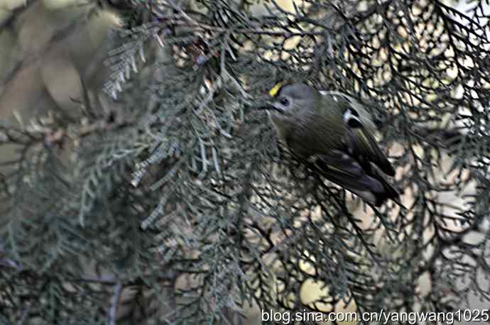 柏树丛中的戴菊 wbr2