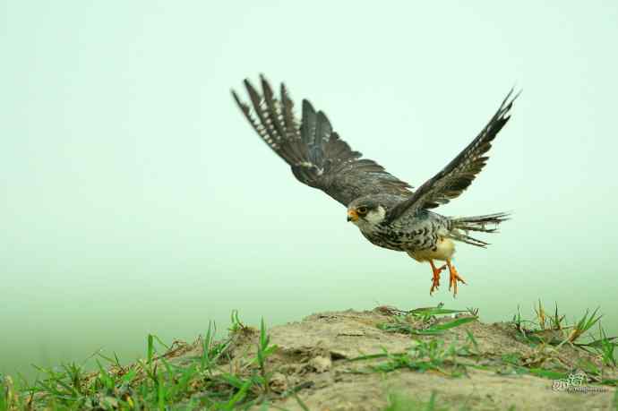 野鸭湖：抓拍阿穆尔隼起飞
