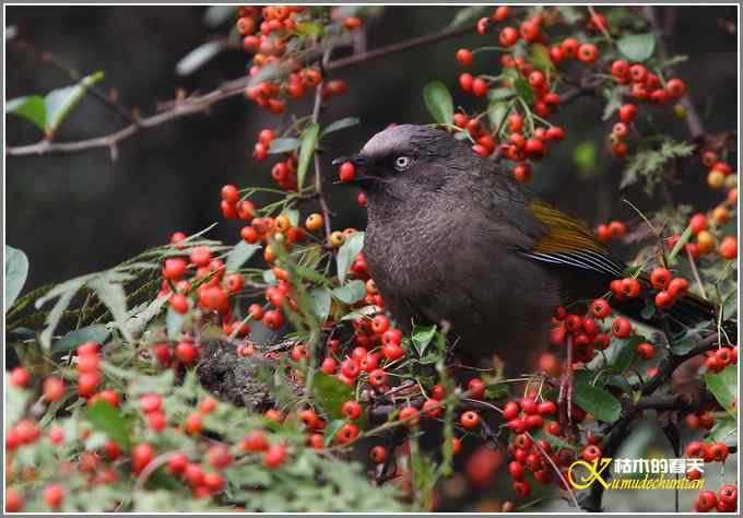 噪鹛系列之二：橙翅噪鹛【照片】