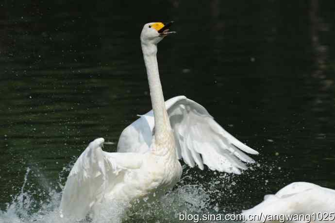 舞（天鹅之舞）