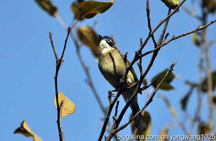 5～6级风中的白头鹎