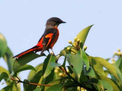 美丽无罪：雀鸟之山椒鸟