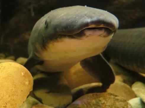 鱼类活化石:澳洲肺鱼 鱼类活化石:澳洲肺鱼