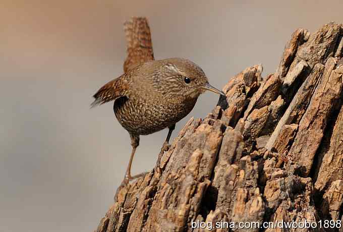 精灵般的小鹪鹩