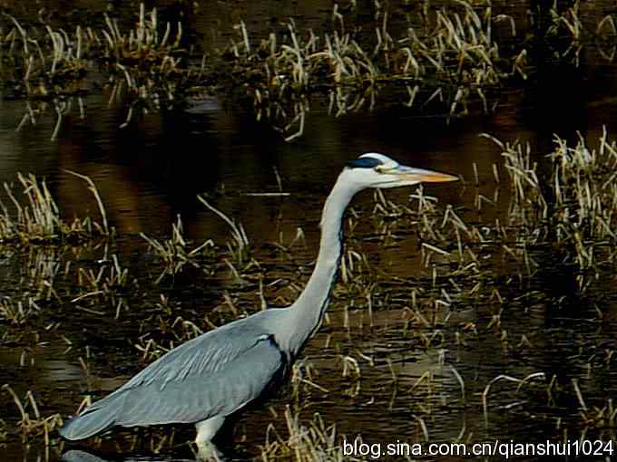 苍鹭抓鱼记(十渡)