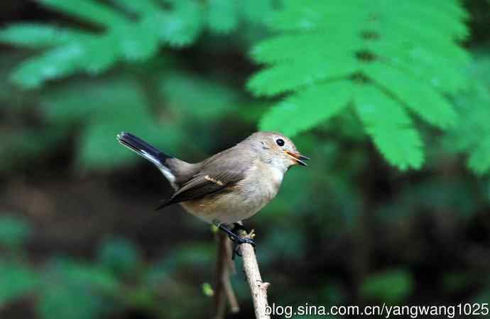 红喉姬鹟(8) 红喉姬鹟(8)