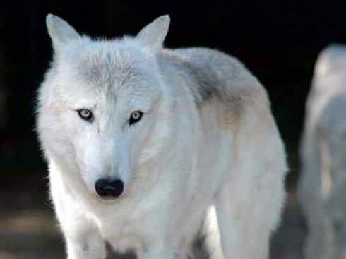 犬科：犬亚科犬属之灰狼