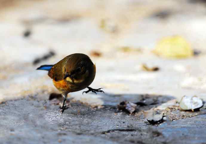 雌性红胁蓝尾鸲（16）
