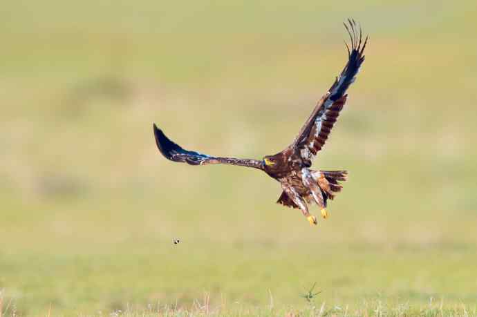 一组草原雕起飞