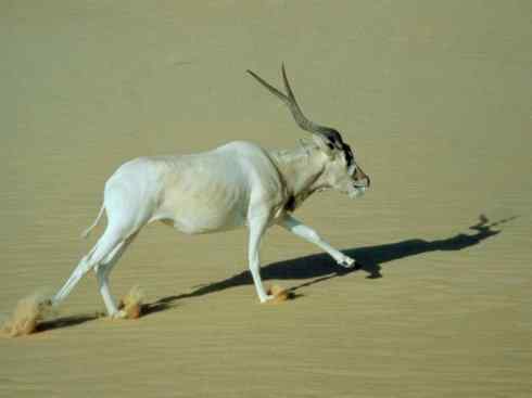 麒麟：传说的兽原型探秘（马羚）