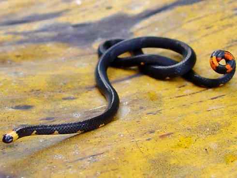 龙：传说的兽原型探秘（环蛇类）