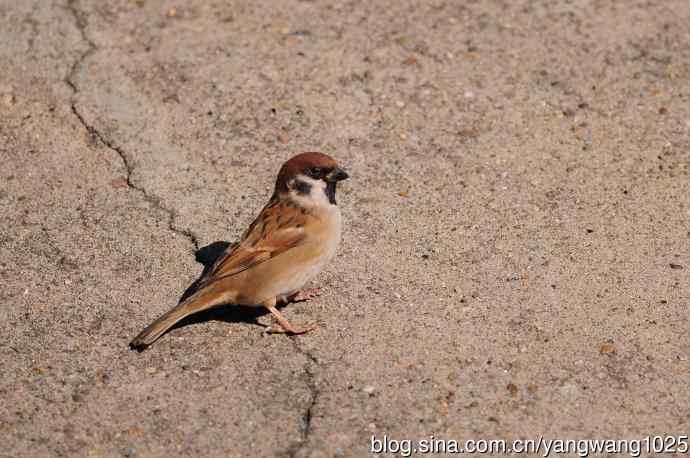 候鸟已过境,麻雀来当家 候鸟已过境,麻雀来当家