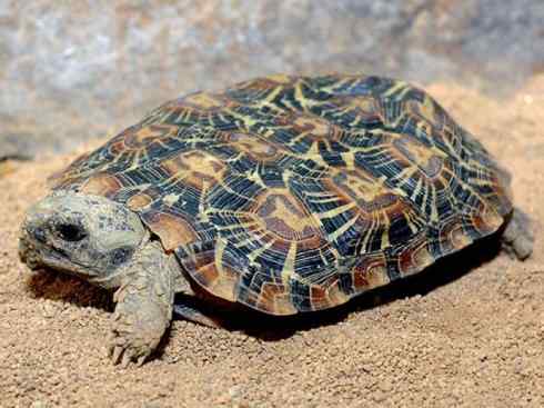 玄武：传说的兽原型探秘（象龟）