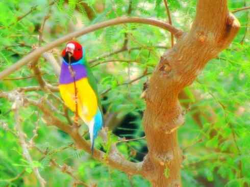 家禽驯化之源之十七