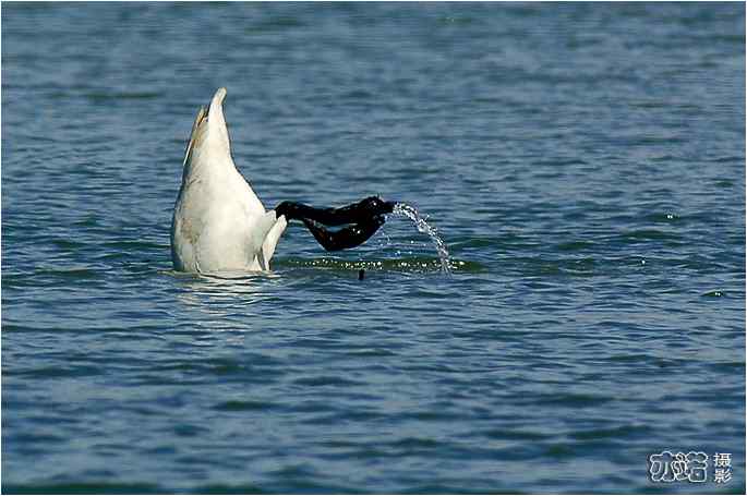  点击图片或使用键盘← →翻页