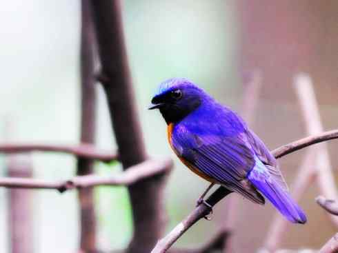 美丽无罪：雀鸟之仙鹟