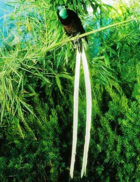 猎奇：长尾鸟雀之二