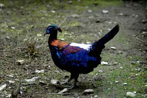 国家一级保护鸟类第2辑 国家一级保护鸟类第2辑