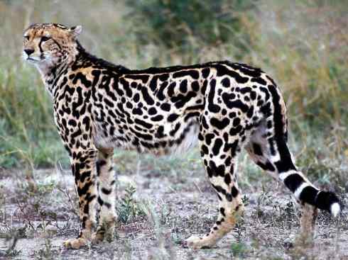 白虎：传说的兽原型探秘（美洲虎）