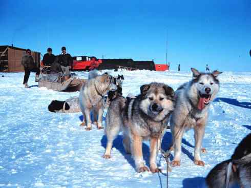 犬科：犬亚科犬属之澳洲野犬、歌唱犬、家犬