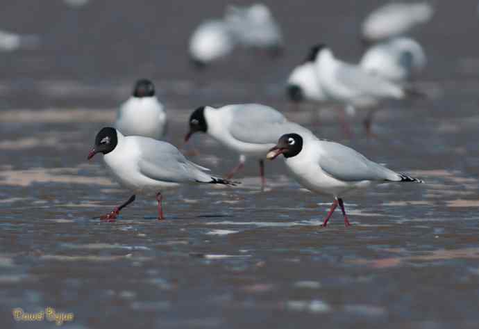 渤海湾的遗鸥迁徙潮