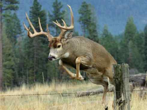 麒麟：传说的兽原型探秘（白尾鹿）